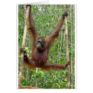 Orangoutan, un hangin'