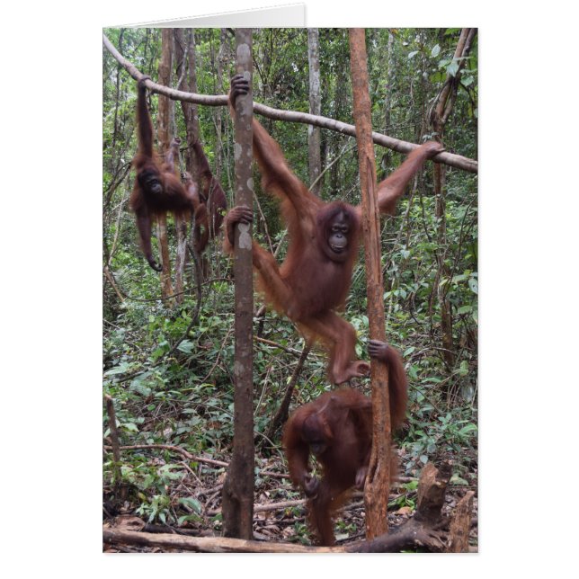 Orangs-outans femelles dans la jungle du Bornéo (Devant)