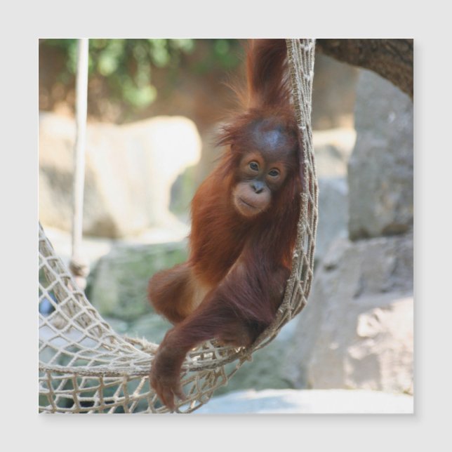 OrangUtan 001 (Devant)