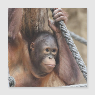 OrangUtan 002