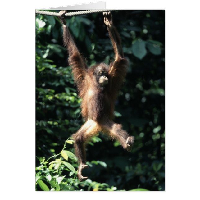 Orangutan à Bornéo (Devant)