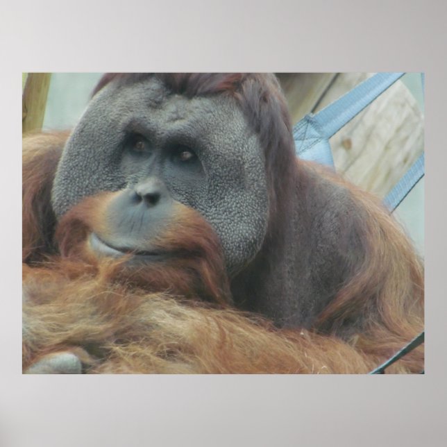 Orangutan, Ape, Monkey, Animal, Nature Wall Poster (Devant)