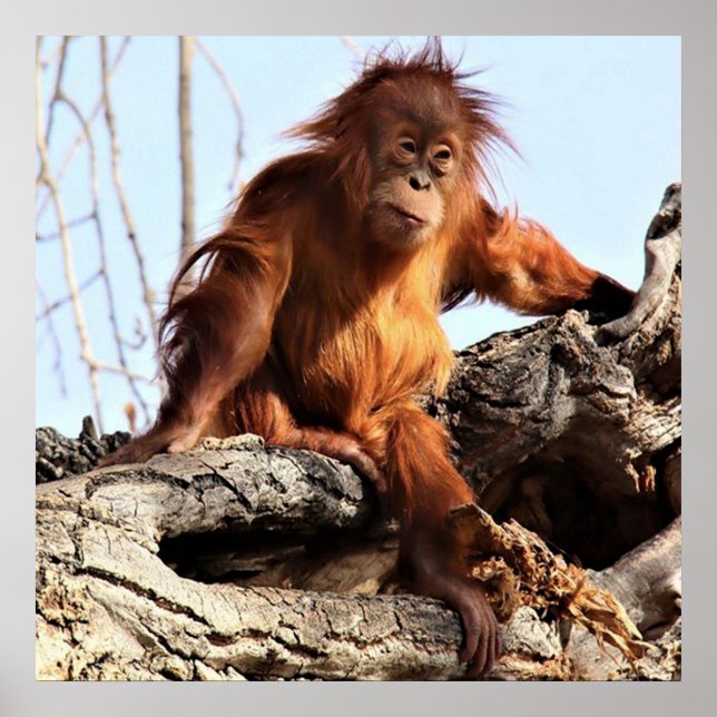 Orangutan Ape Monkey Artwork Photo Poster (Devant)