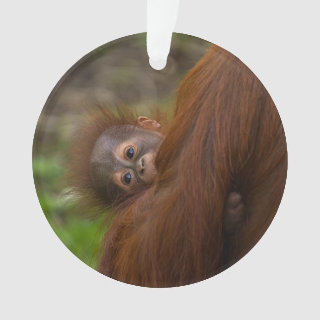 Orangutan Baby Avoir Un Jeu (devant)