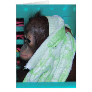 Orangutan, bébé isolé