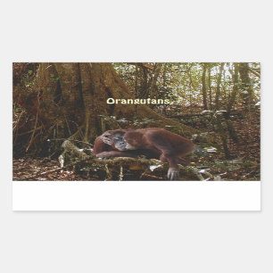 Orangutans & Jungle Great Ape Primate Stickers