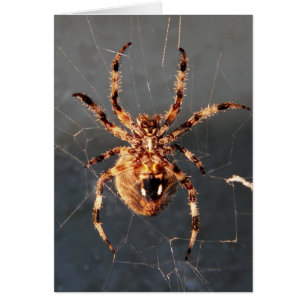 Orb Weaver Spider