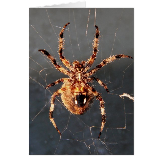 Orb Weaver Spider (Devant)