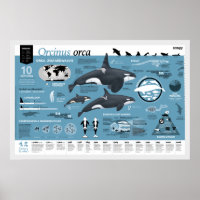 Orcagraphic poster - édition néerlandaise