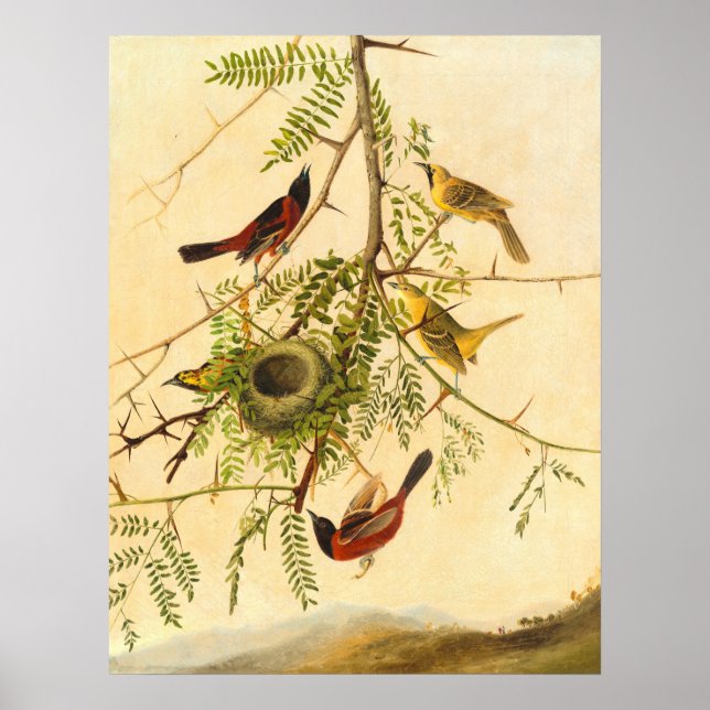 Orchard Oriole - Joseph Kidd Fine Art Poster (Devant)