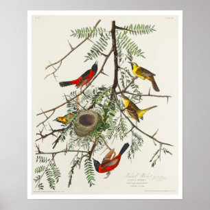 Orchard Oriole par Audubon Poster