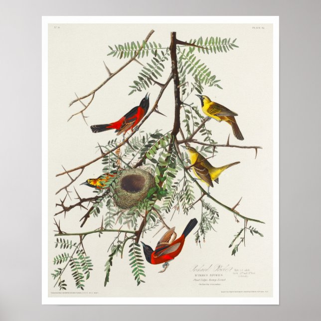 Orchard Oriole par Audubon Poster (Devant)