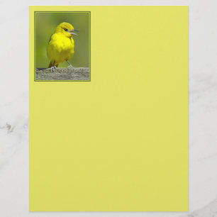Orchard Oriole - Photo originale