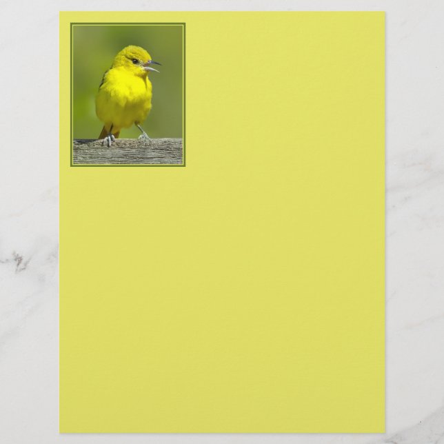 Orchard Oriole - Photo originale (Devant)