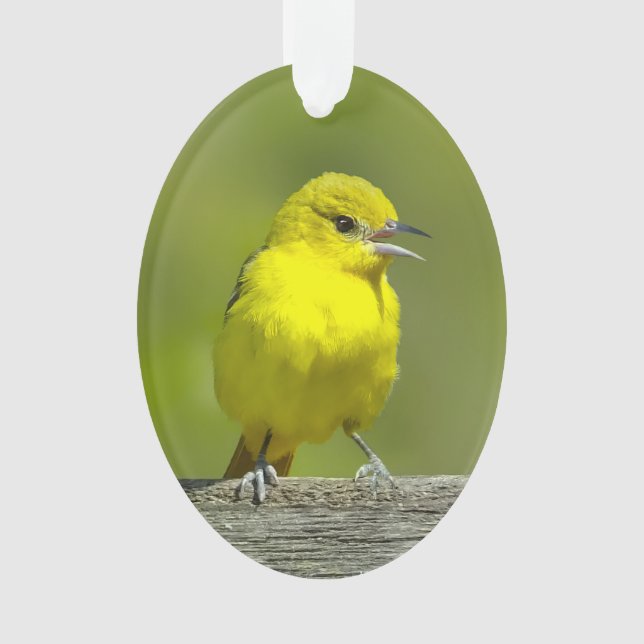 Orchard Oriole - Photo originale (devant)