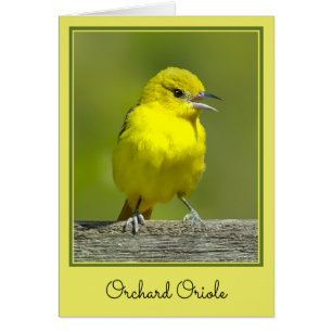 Orchard Oriole - Photo originale