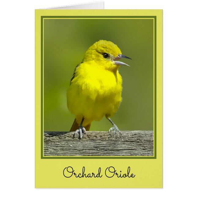 Orchard Oriole - Photo originale (Devant)