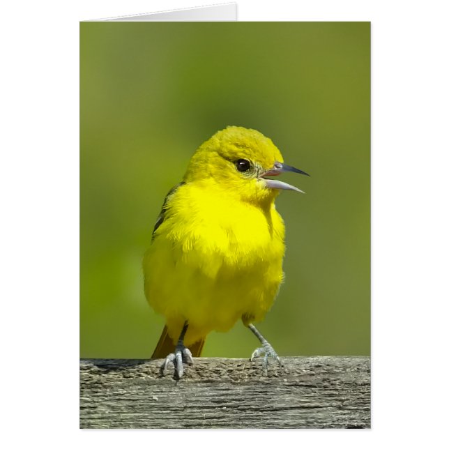 Orchard Oriole - Photo originale (Devant)