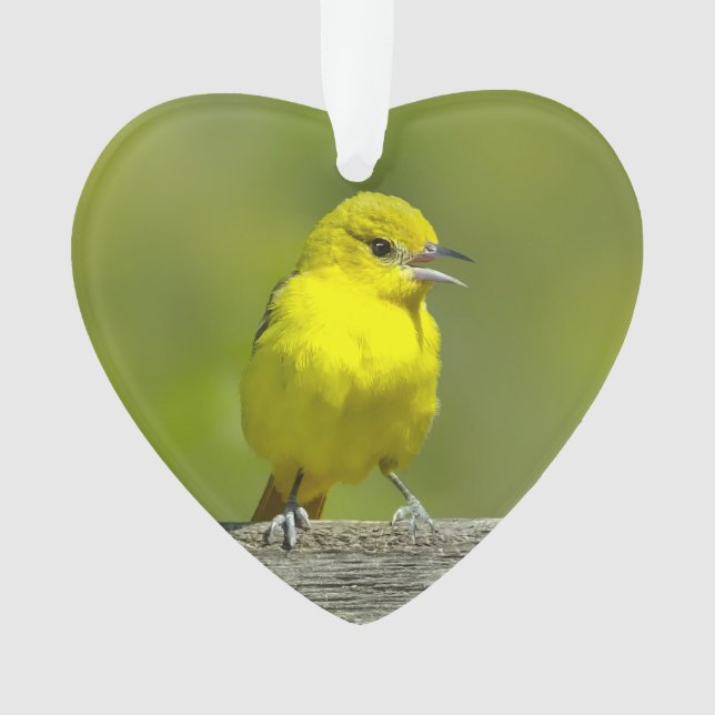 Orchard Oriole - Photo originale (devant)