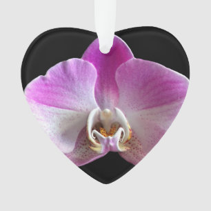 Orchid de Purple et White
