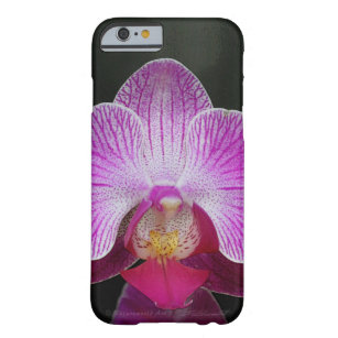 Orchid Phalae iPhone 6 à peine Coque