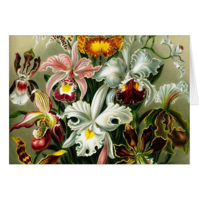 Orchidae (Devant horizontal)