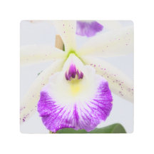 Orchidée