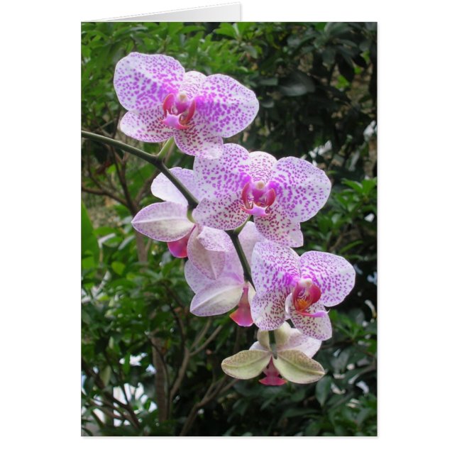 Orchidée (Devant)