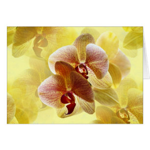 Orchidée
