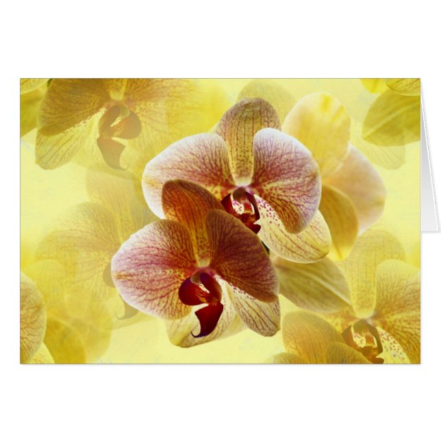Orchidée (Devant horizontal)