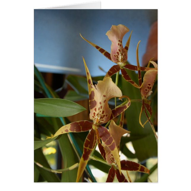 Orchidée (Devant)