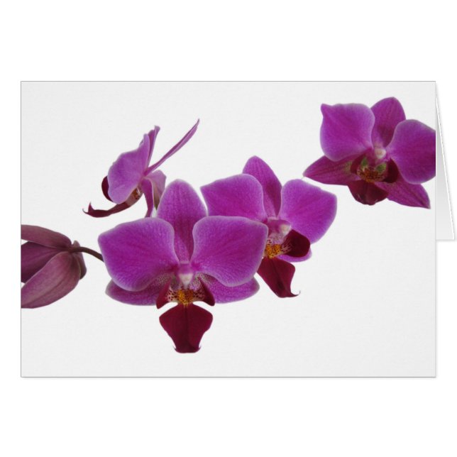 Orchidée (Devant horizontal)