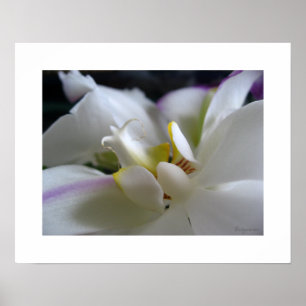 Orchidée blanche 8 Phalaenopsis Poster Imprimer
