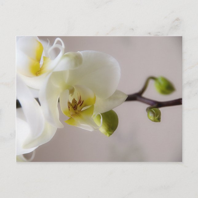 Orchidée blanche ・ Carte postale (Devant)