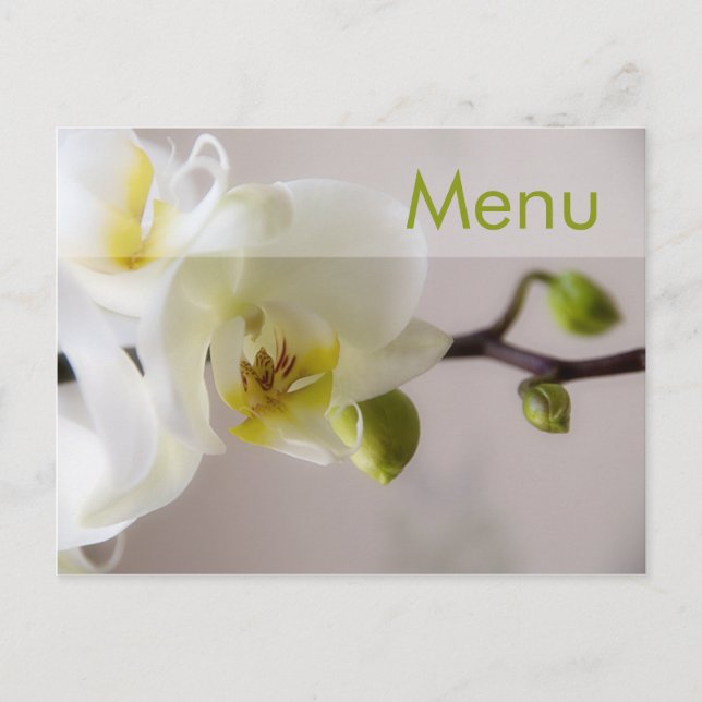 Orchidée blanche ・ Carte postale Menu (Devant)