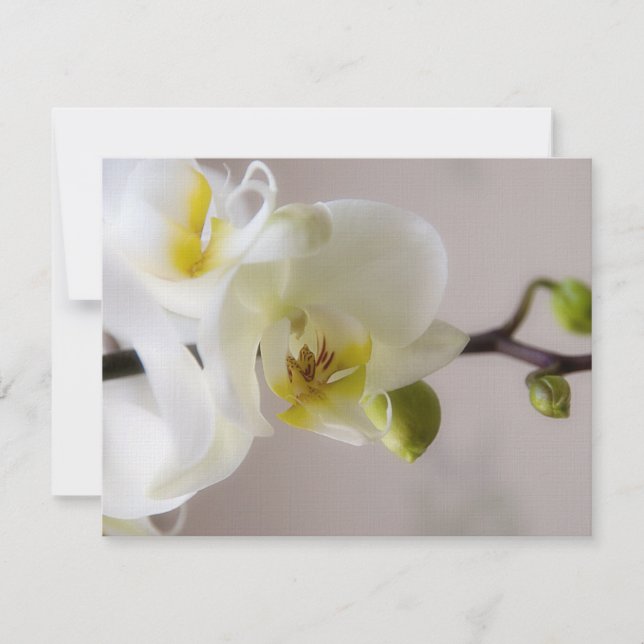 Orchidée blanche ・ Faire-part de mariage RSVP (Devant)