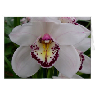 Orchidée blanche II Élégante florale