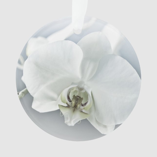 Orchidée blanche Phalaenopsis (devant)
