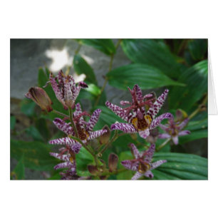 Orchidée blanche rayée violette rose comme lys de