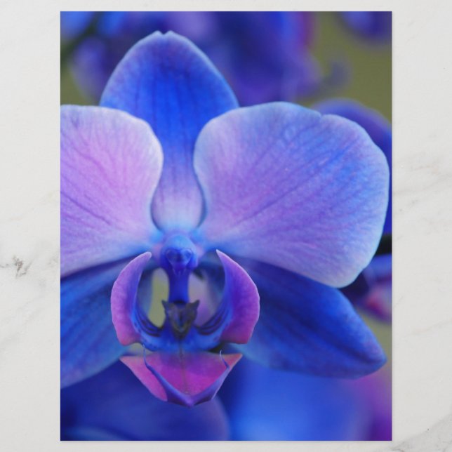 Orchidée bleue et rose (Devant)
