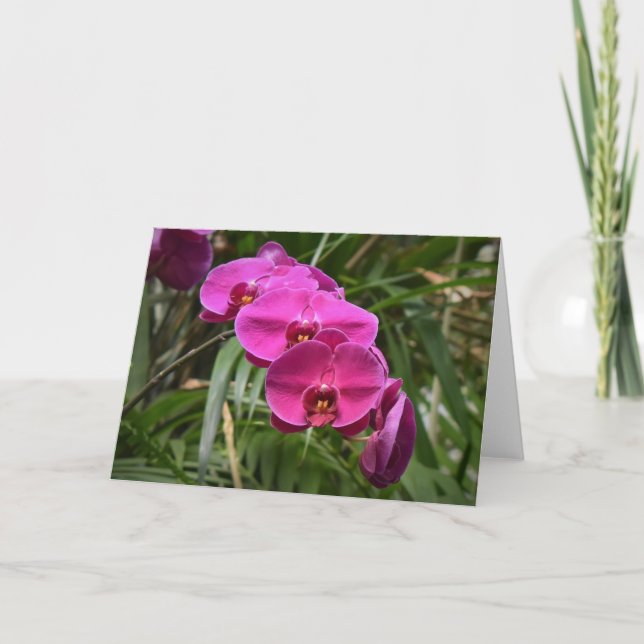 Orchidée, carte (Devant)