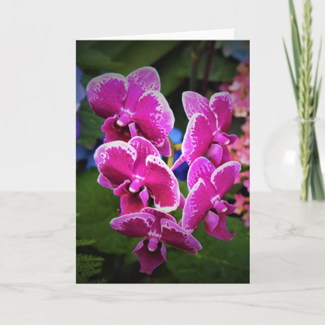 Orchidée, carte (Devant)