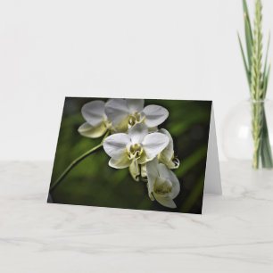 Orchidée, carte