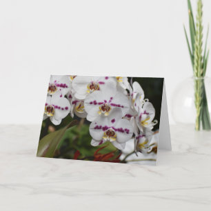 Orchidée, carte