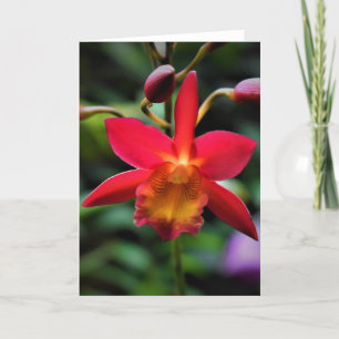 Orchidée, carte