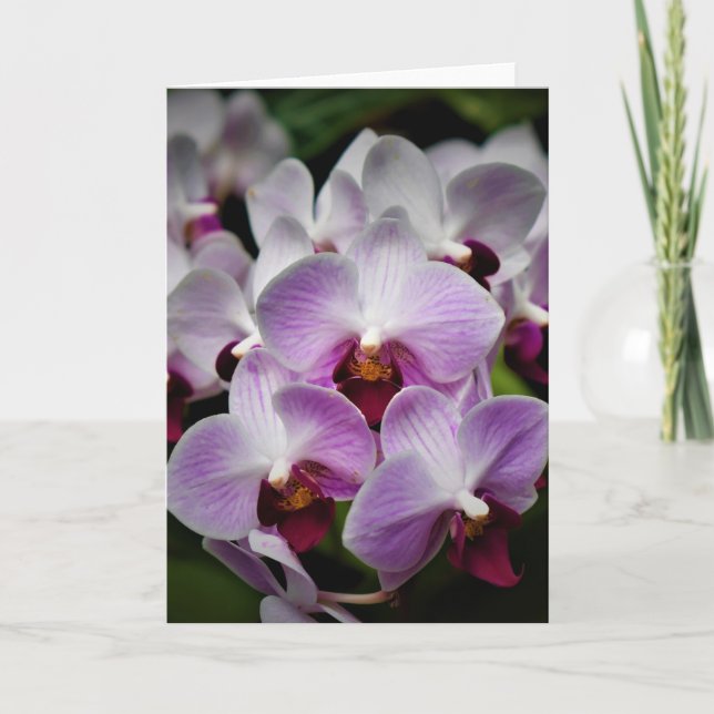 Orchidée, carte (Devant)