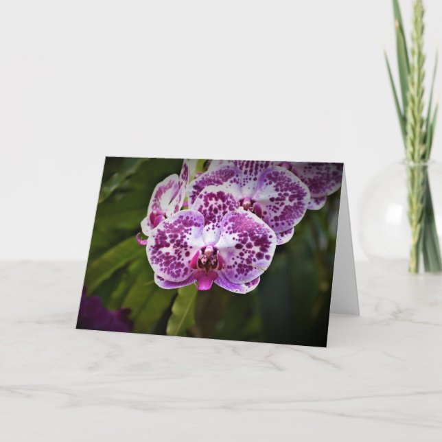 Orchidée, carte (Devant)
