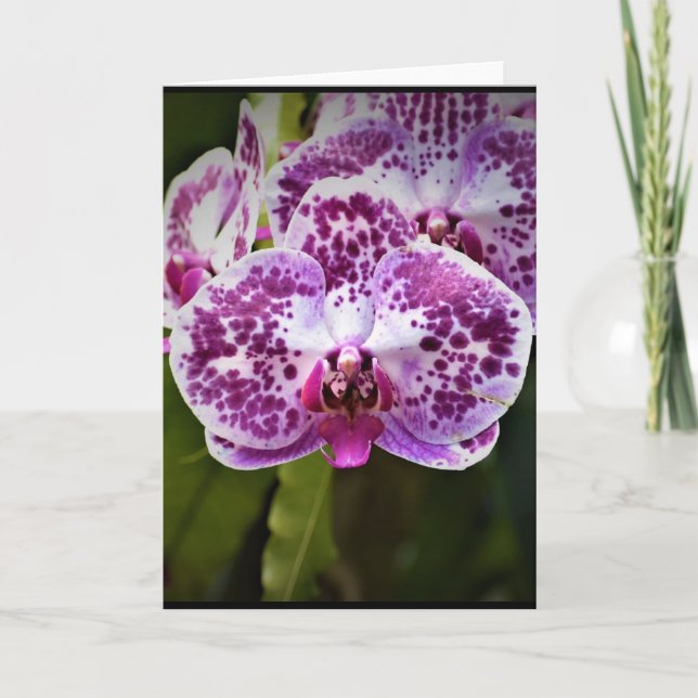 Orchidée, carte (Devant)