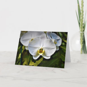 Orchidée, carte