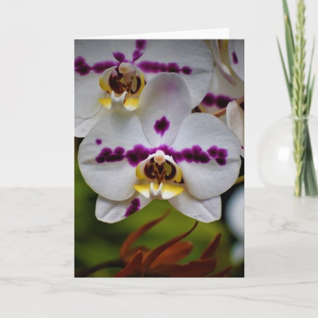 Orchidée, carte (Devant)